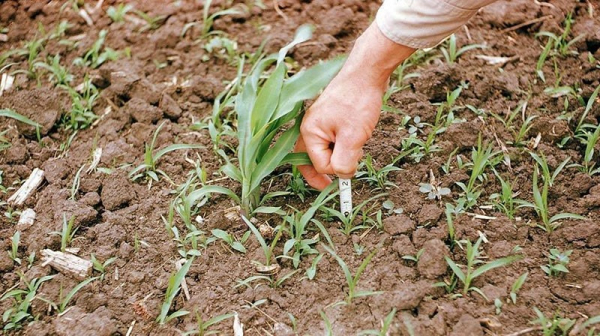 Гербицид Милагро – быстрое и эффективное очищение кукурузы от сорняков